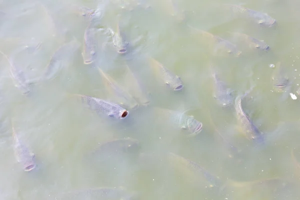 Ikan Tilapia Peternakan Thailand — Stok Foto