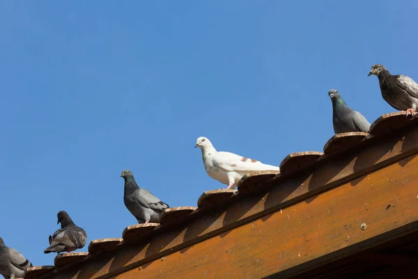 Pigeons Waiting Feed People — Stock Photo, Image