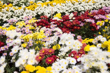 Güzel renkli kasımpatı çiçeği arkaplanı.