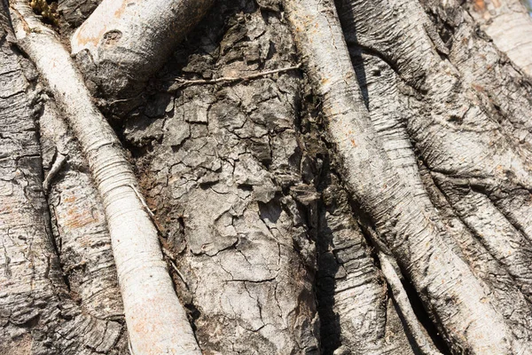 Primer Plano Las Raíces Del Árbol Banyan — Foto de Stock