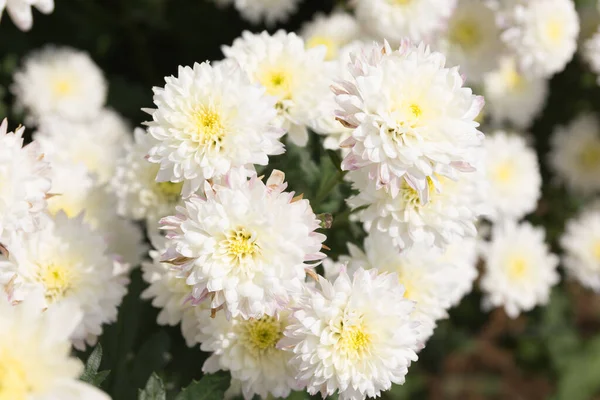 White Chrysanthemums Very Beautiful Flower Garden Early Morning — Foto de Stock