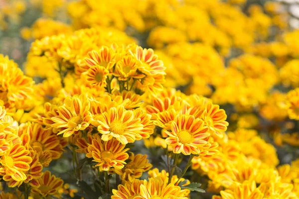 Schöne Gelbe Chrysanthemen Blume Hintergrund — Stockfoto