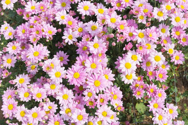 Schöne Bunte Chrysanthemen Blume Hintergrund — Stockfoto