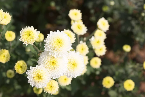 Beautiful White Chrysanthemum Flower Background — Stock Photo, Image