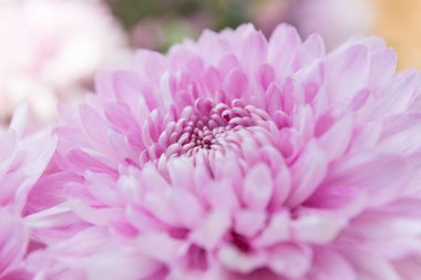 Yumuşaklık odaklı pembe kasımpatı çiçeği.