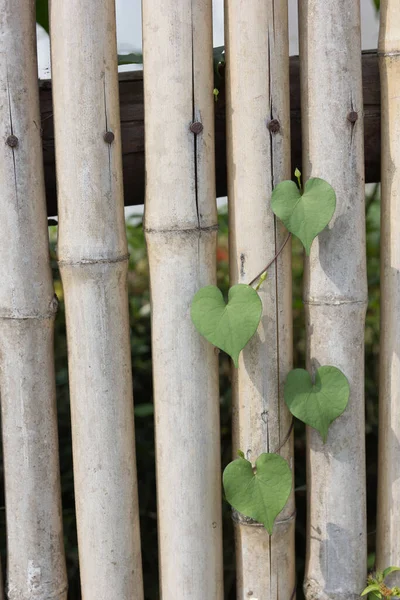 Feuille Forme Coeur Sur Bambou — Photo