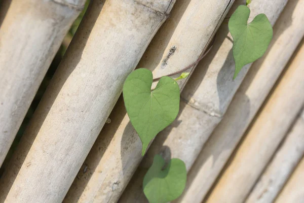 Hartvormig Blad Bamboe — Stockfoto