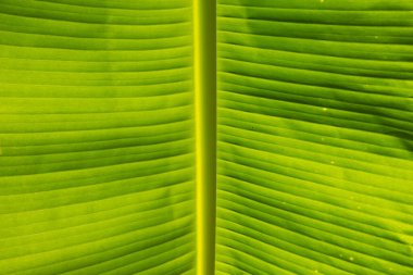 Muz yaprağı dokusuna yakın çekim, yeşil yaprak arkaplanı.