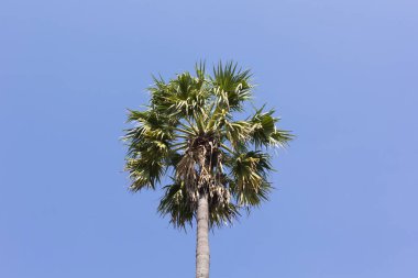 şeker palmiye ağacı üzerinde mavi gökyüzü arka plan.