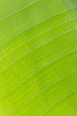 Muz yaprağı dokusuna yakın çekim, yeşil yaprak arkaplanı.