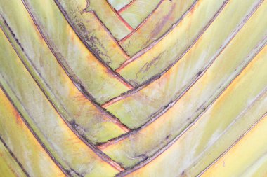Traveller's Palm petiole desen.
