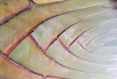 Traveller's Palm petiole desen.