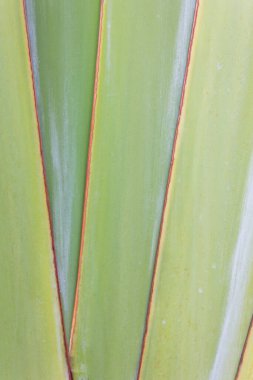 Traveller's Palm petiole desen.