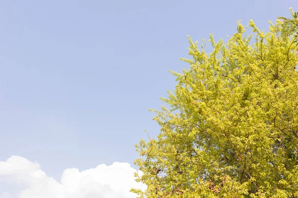 Lente Jonge Bladeren Met Lucht Achtergrond — Stockfoto