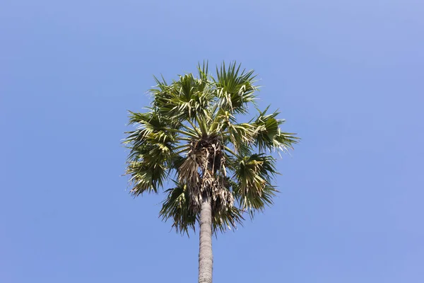 青い空を背景に砂糖椰子の木 — ストック写真