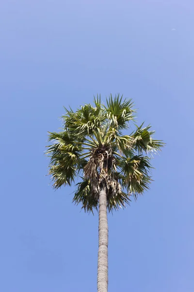 青い空を背景に砂糖椰子の木 — ストック写真