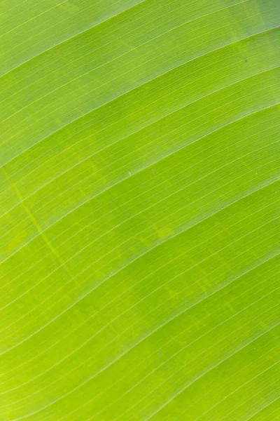 Muz yaprağı dokusuna yakın çekim, yeşil yaprak arkaplanı.