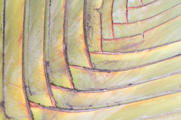 Traveller's Palm petiole desen.