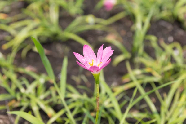 Close Pink Άνθος Ανθέων Amarylieaceae Zephyranthes — Φωτογραφία Αρχείου