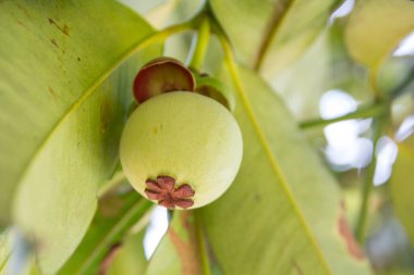 Tayland 'da ağaçta genç bir mangosteen.