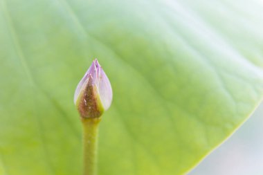 Genç pembe nilüfer çiçeği (lotus çiçeği)).