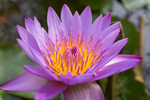 Nilüfer çiçeğinin menekşesini kapat (Lotus).
