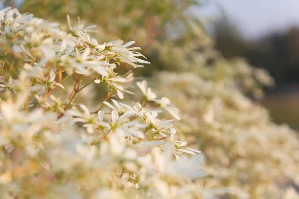 Zblízka Malé Květiny Ráno Euforbia Leucocephala Rosa Pomone — Stock fotografie