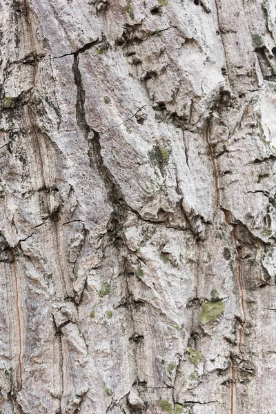 Sluiten Van Houten Korrel — Stockfoto