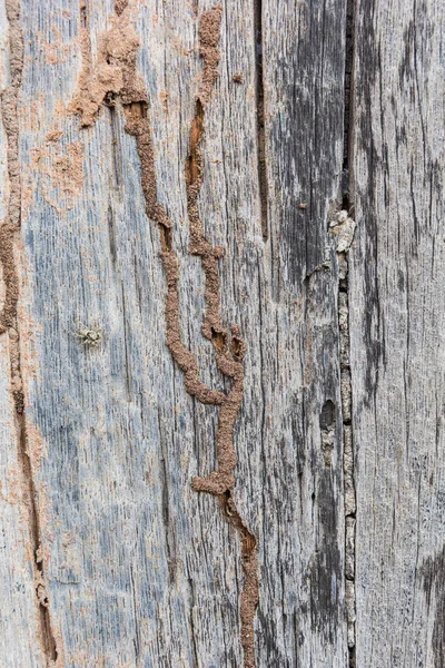 Traces Termites Eat Old Wood — Stock Photo, Image