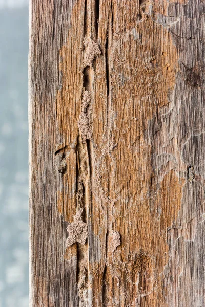 Des Traces Termites Mangent Sur Vieux Bois — Photo