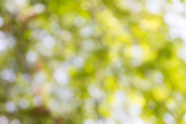 Soyut doğal bokeh arkaplan, bulanık bokeh.