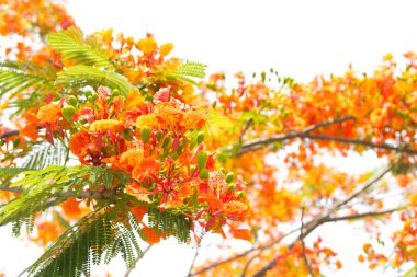 alev ağacı veya royal poinciana ağaç beyaz zemin üzerine.