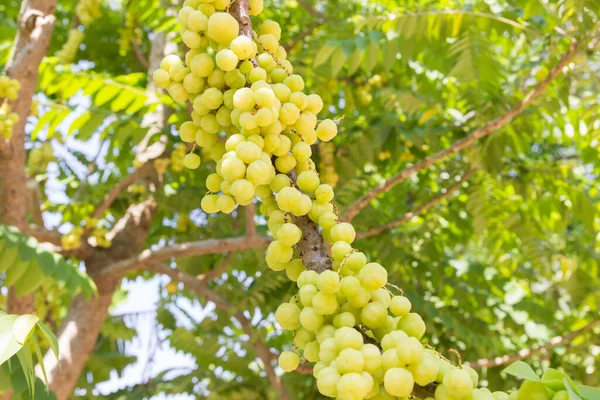 Groselha Espinhosa Estrela Árvore — Fotografia de Stock