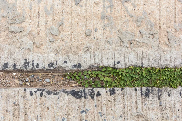 Road Crack Surface Concrete Driveway Crack Grass — Photo