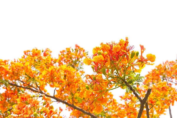 Vlam Boom Royal Poinciana Boom Witte Achtergrond — Stockfoto