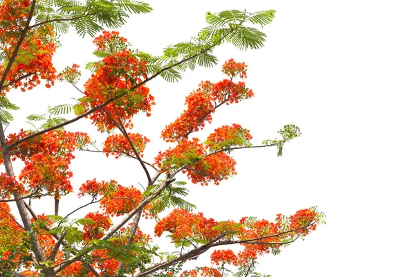 Plamenové Stromu Nebo Stromu Royal Poinciana Bílém Pozadí — Stock fotografie