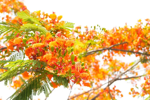 alev ağacı veya royal poinciana ağaç beyaz zemin üzerine.