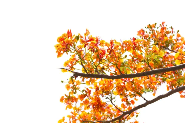 Vlam Boom Royal Poinciana Boom Witte Achtergrond — Stockfoto