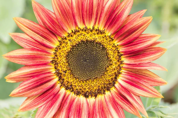 Sonnenblume Bauernhof Nahaufnahme — Stockfoto