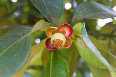 Tayland 'da ağaçta genç bir mangosteen.