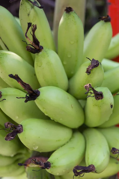 Fechar Banana Crua Árvore — Fotografia de Stock