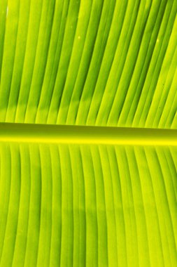 Muz yaprağı dokusuna yakın çekim, yeşil yaprak arkaplanı.