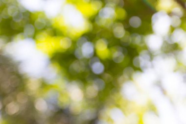 Yeşil doğal bokeh arkaplan, bulanık bokeh.