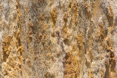 Taşlaşmış Ahşap Doku Arkaplanı, Kapatın.