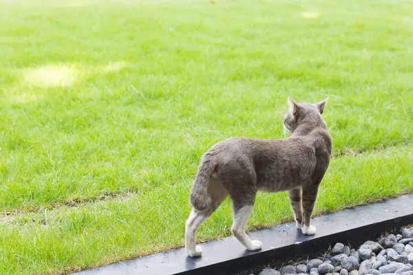 Кошка Зеленом Лугу — стоковое фото