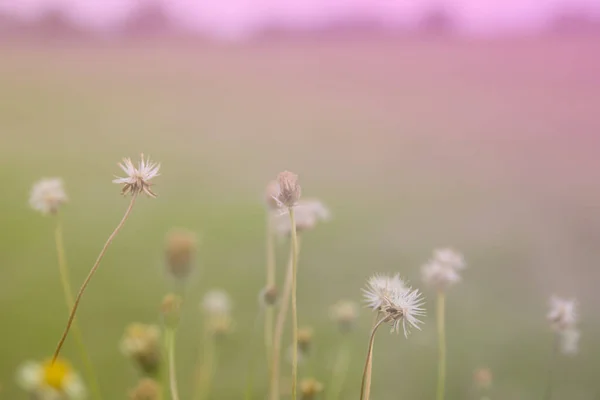 Beautiful Wild Flowers Softness Focus Color Filters Background — ストック写真