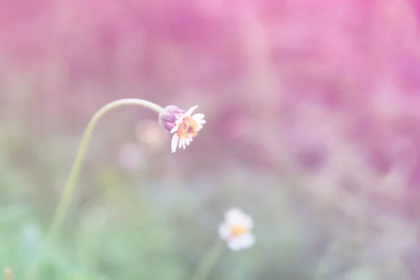 Krásné Divoké Květiny Měkkostí Zaměření Barevné Filtry Pozadí — Stock fotografie