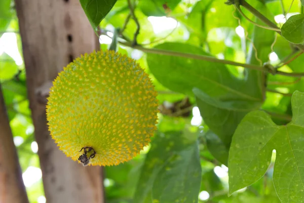 Primavera Pepino Amargo Gac Frutas Jardim — Fotografia de Stock