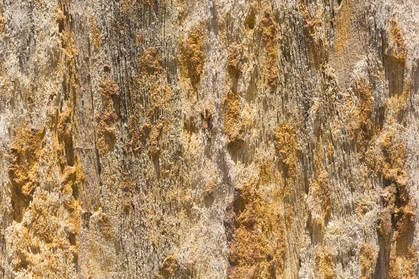 Taşlaşmış Ahşap Doku Arkaplanı, Kapatın.