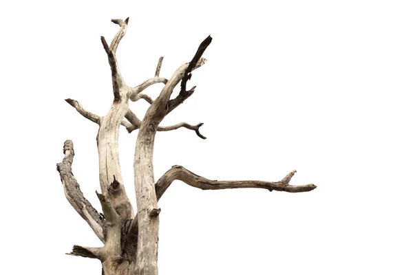 Мертве Сухе Дерево Білому Тлі — стокове фото
